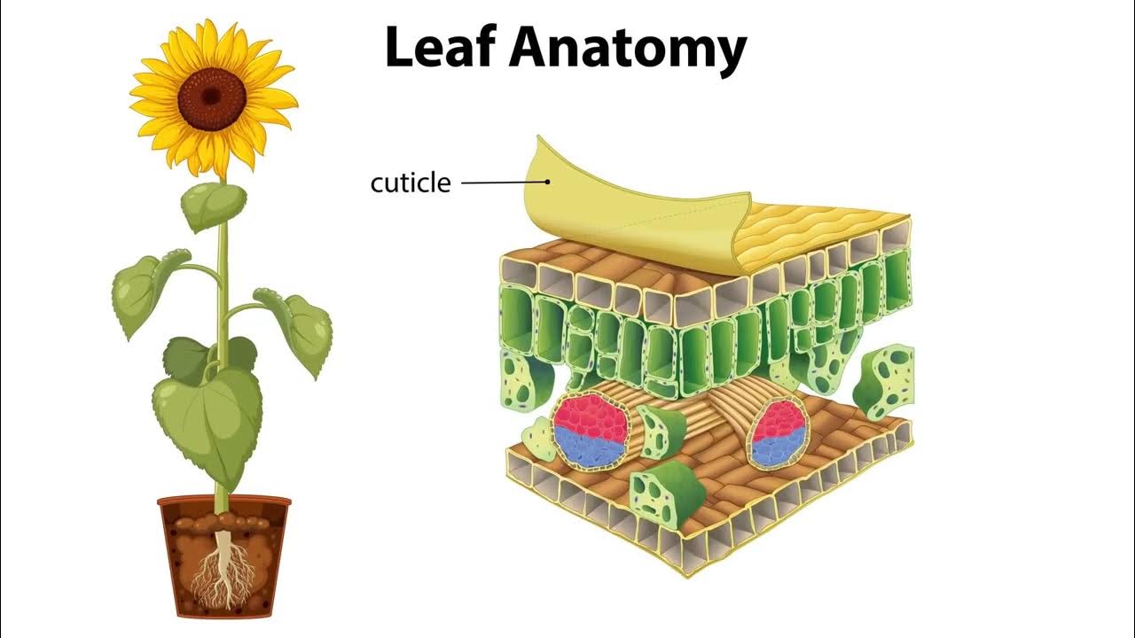 Үйдегі свингерлер HD порно видео