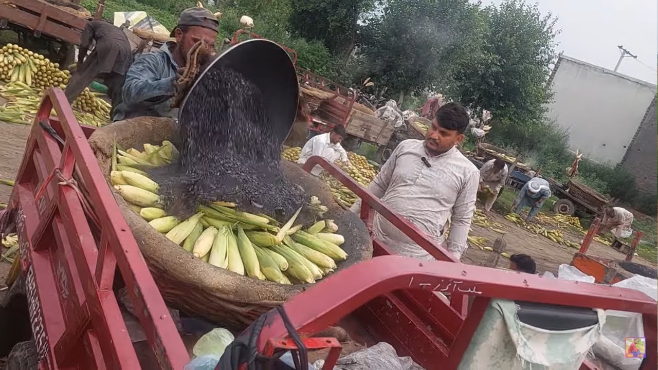 Corn Cooking in Coal Ash | Corn Food Factory | کیری یا کوئلے میں چھلی/مکّی کیسے تیار کرتے ہیں ؟