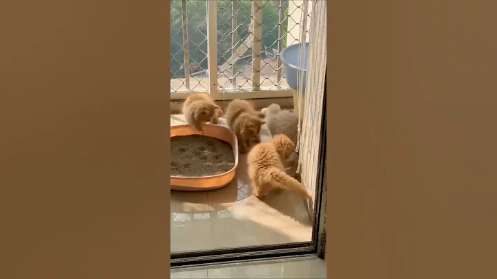 Video 11865311: persian kitten, persiancat