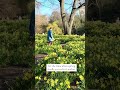 It’s the time when spring finally arrives in London. # springtime #daffodil #springinlondon