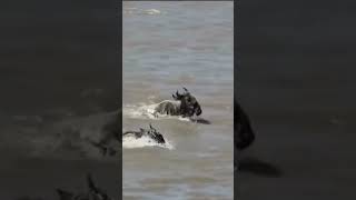 Brave Wildebeest Risk It All To Cross Crocodile-Infested River