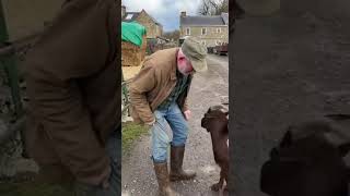 The Goat Has An Opinion Too