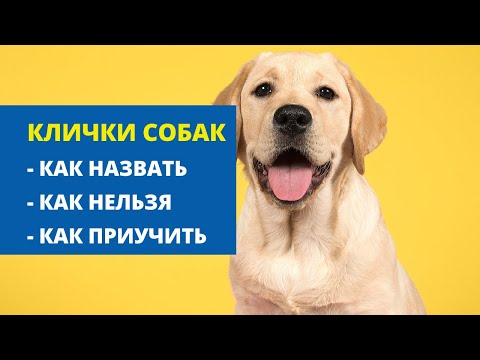 Клички собак. Как назвать щенка? Как приучить щенка к кличке?