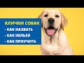 Клички собак. Как назвать щенка? Как приучить щенка к кличке?