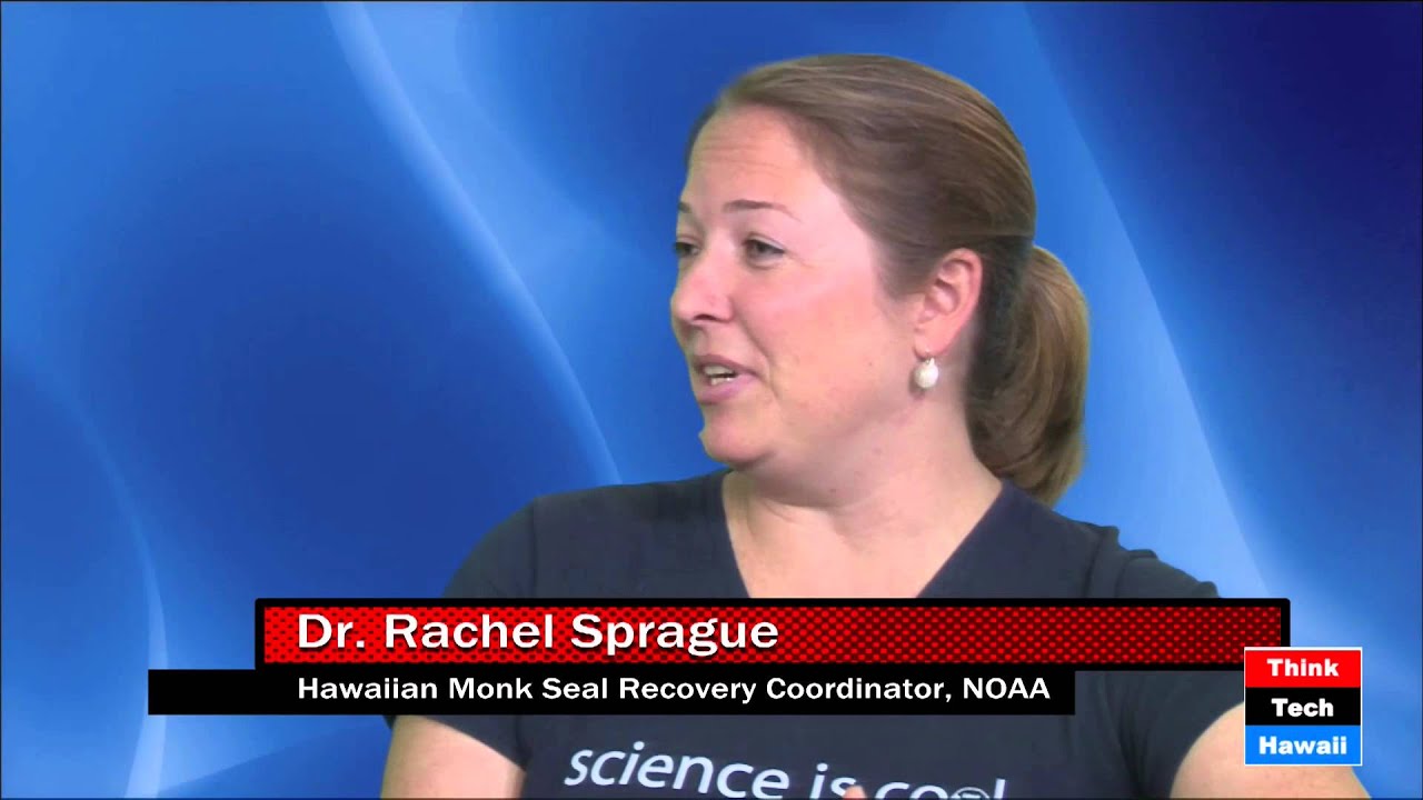Saving Seals with Dr. Rachel Sprague YouTube