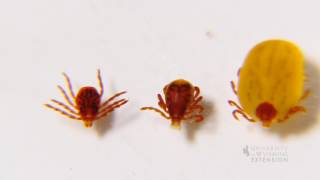 Rocky Mountain Spotted Fever
