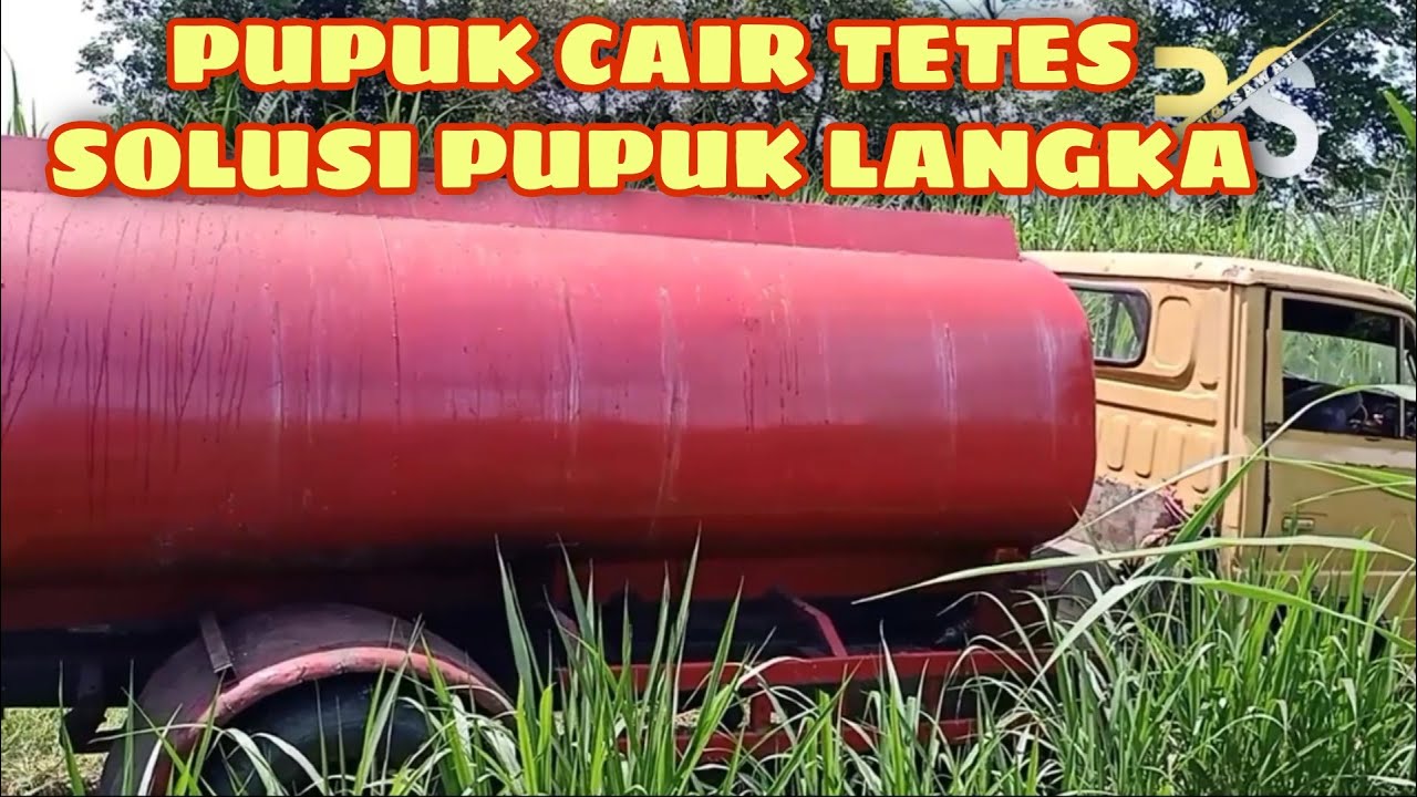 Tetes tebu solusi pupuk cair akibat pupuk langka
