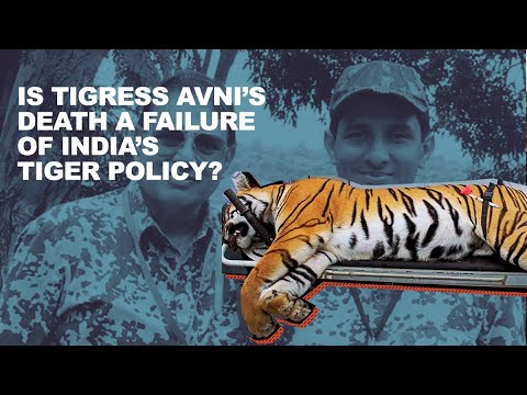 Tigress Avni killed. Is this a complete failure of India's tiger conservation policy?