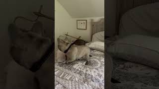 French Bulldogs' Playtime Topples Lamp