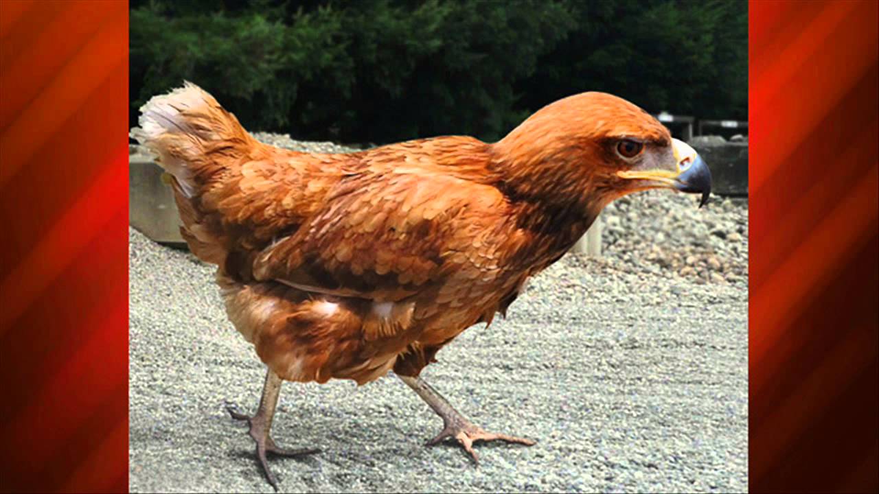 Гибриды Животных Фото