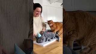 Sie Schneidet Eine Katzen-Torte Beruhig Dich, Es Ist Nur Ein Kuchen