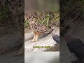 The crow is brave enough to challenge the owl#animals #Friendship #Us #wildlife