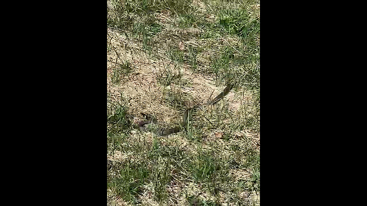 Big snake in Denmark NO CLICKBAIT