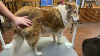 Use Of Undercoat Rake On Dogs Coat