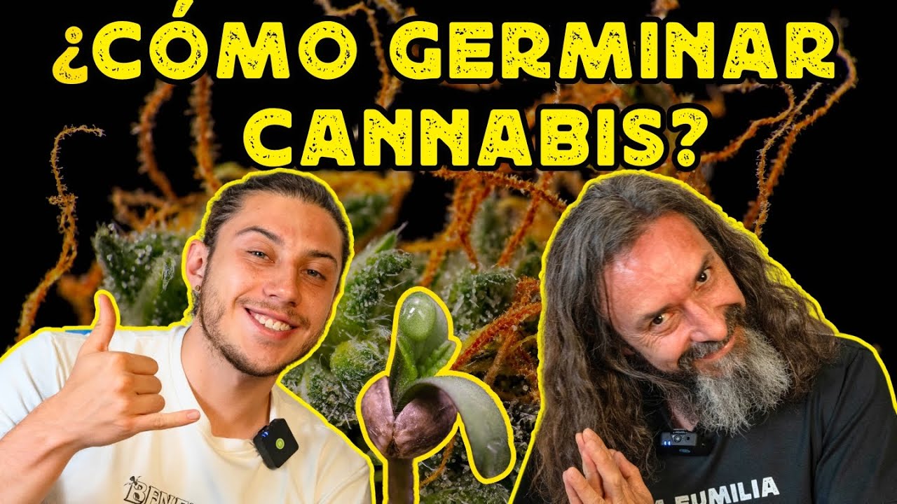 Tips infalibles para GERMINAR CANNABIS con éxito