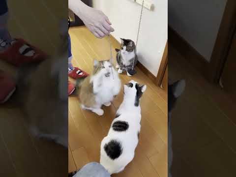 めっちゃジタバタする猫 #Shorts