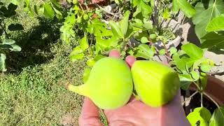 : Ficus Carica. Figs.   , 22.08.25  Dalmatie, Ice Cristal, Conadria, Jeg, Sultan.