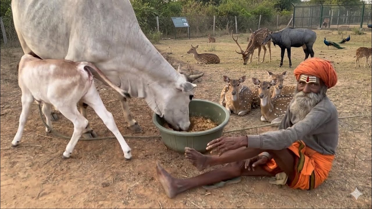 चित्रकूट के राधे बाबा की कुटिया में आए जंगली जानवर 