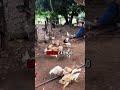 vida na roça