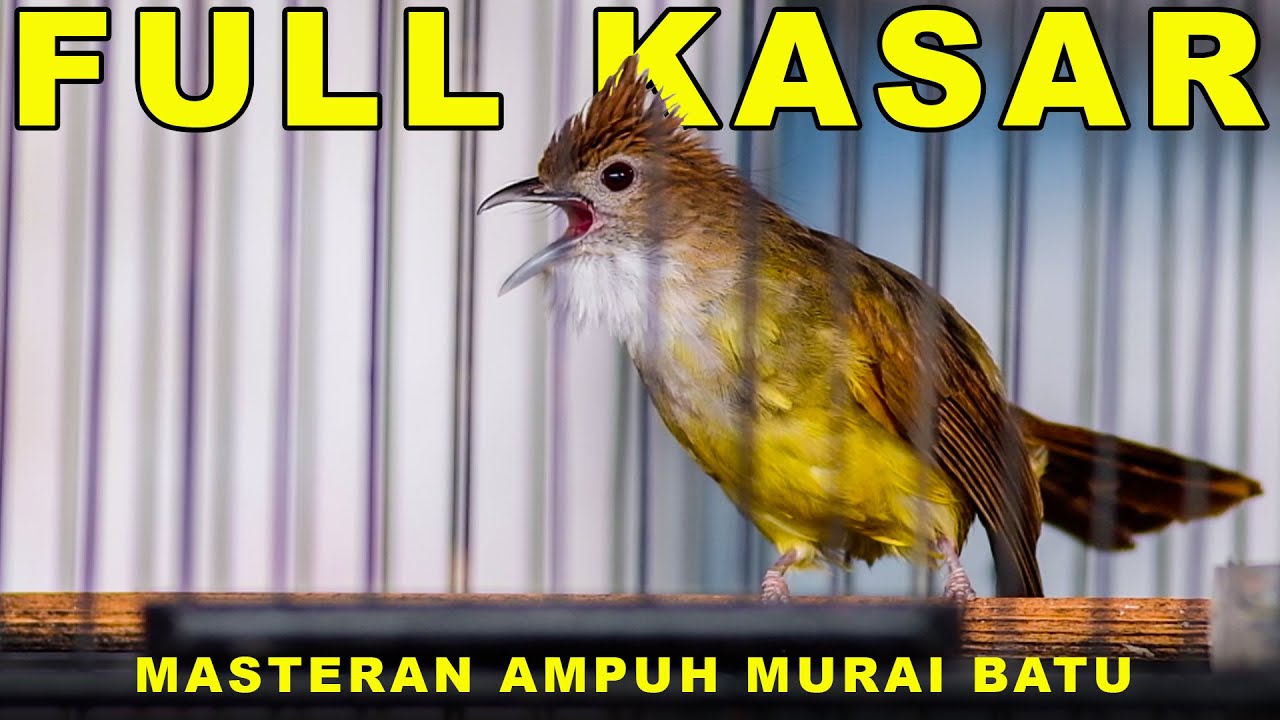 Burung Cucak Jenggot Full Kasar Ampuh Pancing Emosi #cucakjenggot #masteranburung #cucakjenggotgacor