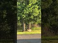 Feeding one deer who showed up early morning before the 93 degree heat arrives - she finally came up