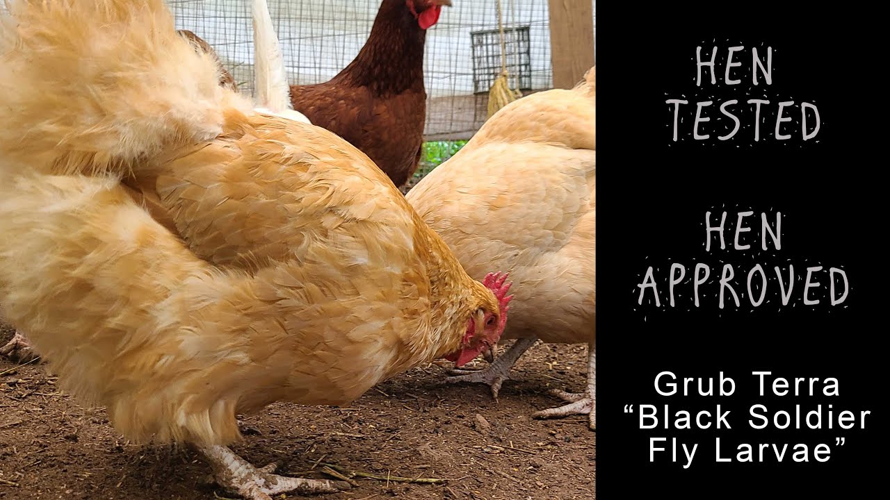 Best Chicken Treat...They'll Almost Beg You For More! (NEW, Grub Terra's Black Soldier Fly Review)