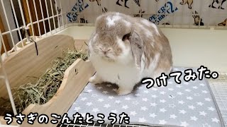 【念願】ついにうさぎのごんたのケージの中に牧草入れを設置しました。#534