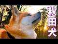 AKITA INU - 5 Years Of Loyalty | A Birthday Story | 秋田犬