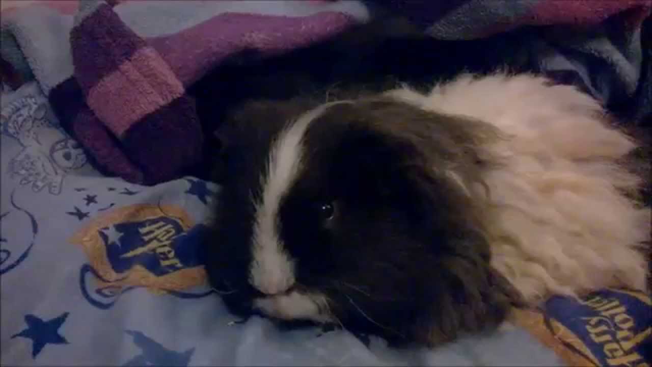 guinea pig feeling cuddly and giving kisses YouTube
