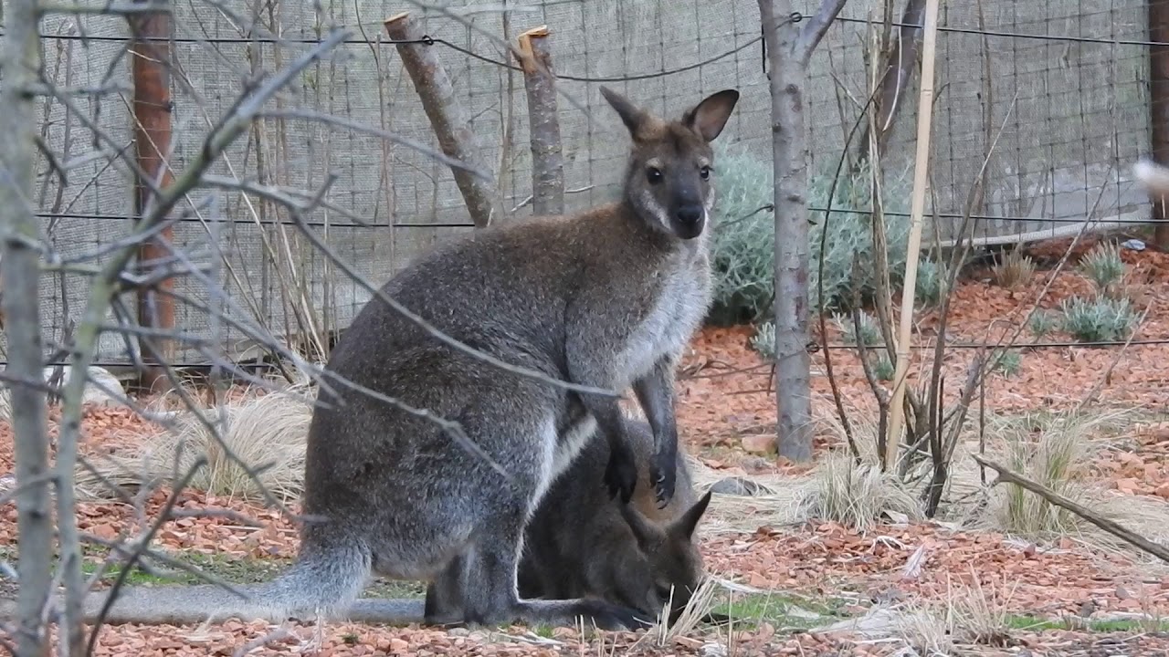 アカクビワラビー親子 Bennett Wallaby 18 0614 Youtube