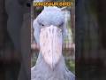 “The Bird That Looks Like a Dinosaur 🦤”