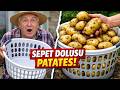 Çamaşır Sepetinde Sınırsız Patates Yetiştirin: Herkesin Bilmesi Gereken Hayatta Kalma Sırrı!