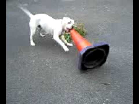 dog safety cone