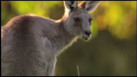 Eyes Open 3. Module 3. The strange and beautiful land of Australia.