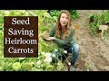 How to Save Carrot Seed [NEVER Buy Seeds Again] Plant, Harvest & Collect Heirloom Carrot Seed