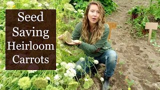 How to Save Carrot Seed [NEVER Buy Seeds Again] Plant, Harvest & Collect Heirloom Carrot Seed