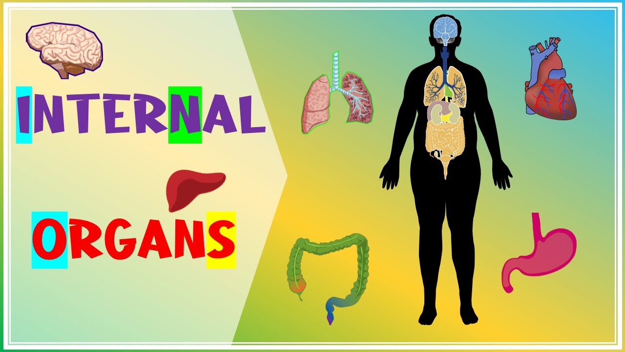 Learn Internal Organs Of The Body Internal Parts Name With Picture Learn Internal Organs Of The Body Internal Parts Name With Picture