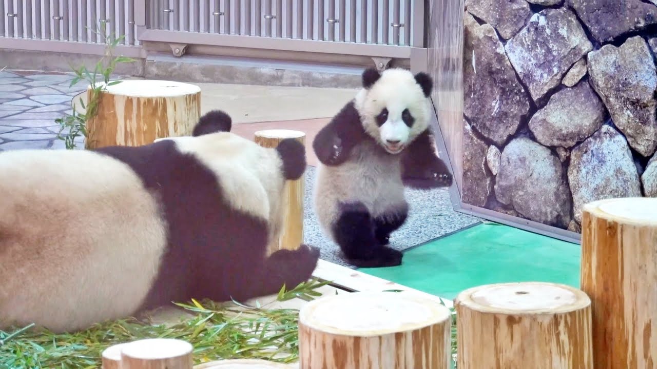 Baby panda can't escape from mom