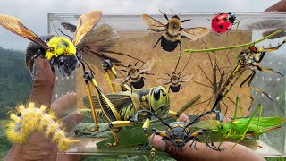 What does it feel like to be bitten by a robber fly insect‼️caught lots of beautiful insects