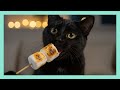 黒猫ジジのマシュマロ作り☁️🔥