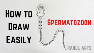 How to Draw Spermatozoon | Structure of Human Sperm @RAHULArts_Biology