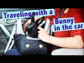 How to travel with your bunny in the car