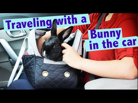 road trip with bunny