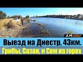 Выезд на Днестр, 43км. Грибы, Сазан, и Сом на горох