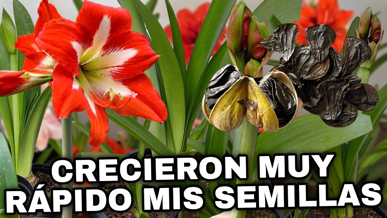 COMO CRECER Rápidamente SEMILLAS De Amaryllis, lirios o azucenas