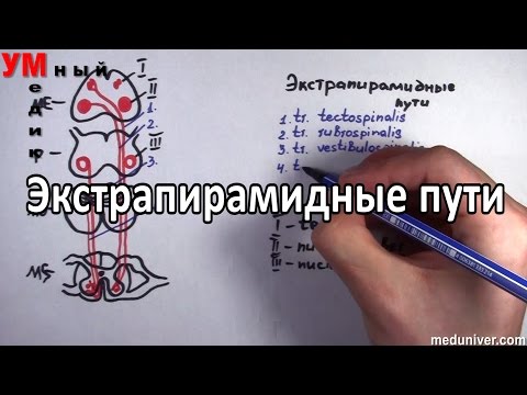 Экстрапирамидные пути -  tr.tectospinalis, tr.rubrospinalis и т.д. - meduniver.com