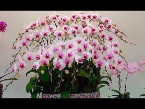 Видео: Уход за орхидеей лисохвост - узнайте, как выращивать растения орхидеи лисохвост Rhynchostylis