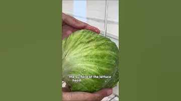 How to Properly Wash a Head of Lettuce 🥬