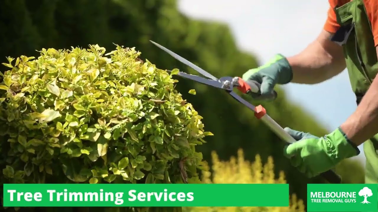 Tree Trimming Services in Narre Warren, Melbourne