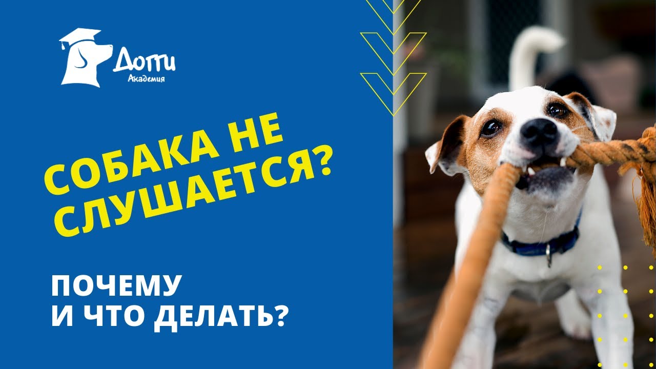 Щенок перестал слушаться на улице